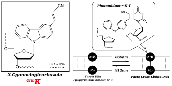 CNVK-1