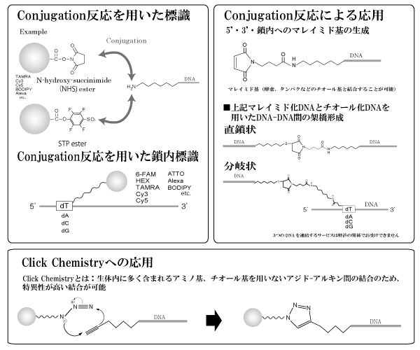 Example conjugation